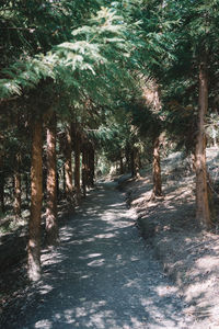 Footpath amidst trees in forest