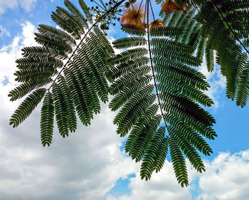 Low angle view of palm tree leaves against sky