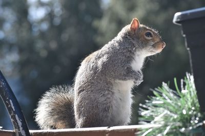 Close-up of squirrel