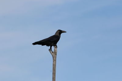 Low angle view of bird perching against clear sky