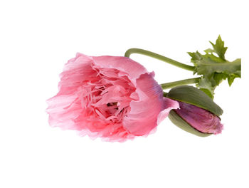 Close-up of pink rose against white background