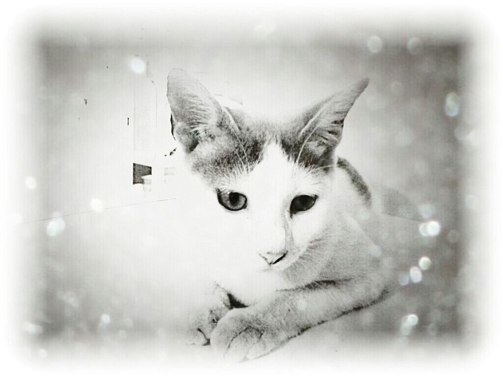 pets, domestic animals, one animal, animal themes, transfer print, mammal, indoors, auto post production filter, dog, close-up, portrait, looking at camera, domestic cat, cat, animal head, window, focus on foreground, zoology, cute