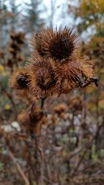 Close-up of thistle