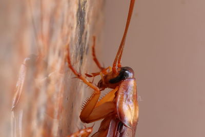 Macro shot of cockroach on the granite stone, insect image