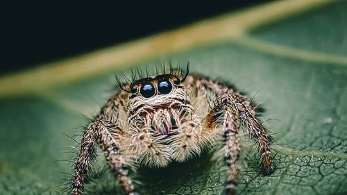 Close-up of spider