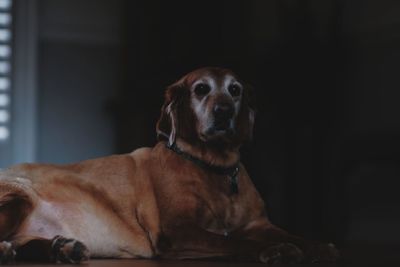 View of resting brown dog