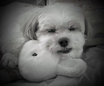 Portrait of white dog relaxing on bed at home