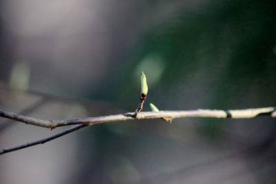 Close-up of grasshopper on a plant