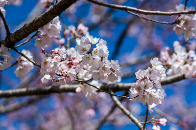 Low angle view of cherry blossoms in spring