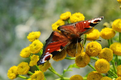 Close-up of butterfly pollinating on yellow flower