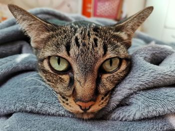 Close-up portrait of a cat resting