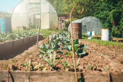 Plants growing in greenhouse