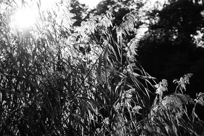 Low angle view of plants against sky