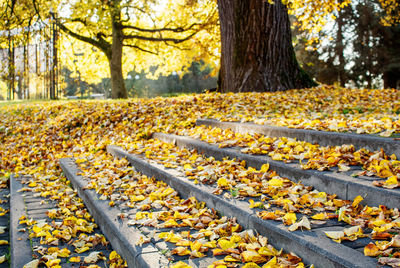 View of autumnal trees in the forest