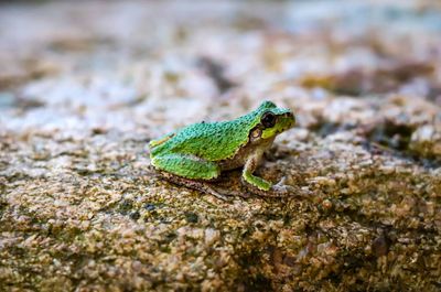 Close-up of lizard on rock