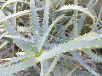 Close-up of succulent plant