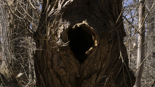 Close-up of tree trunk in nest