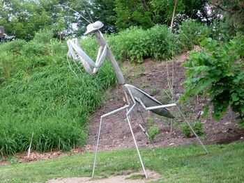 Bird on grass against trees
