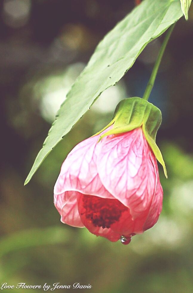 CLOSE-UP OF ROSE BUD