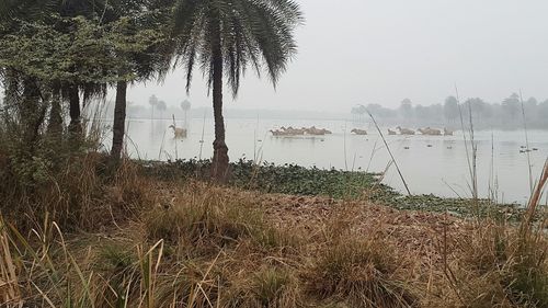 Scenic view of lake