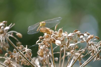 Close-up of dragonfly on wilted plant