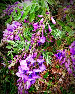 Close-up of purple flowers blooming outdoors