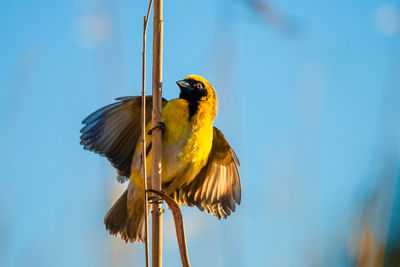 Bird perching on twig against blue sky