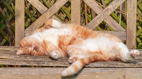 Cat resting relaxing and sleeping on a wood bench in sunshine