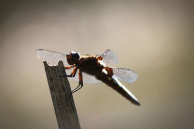 Close-up of insect