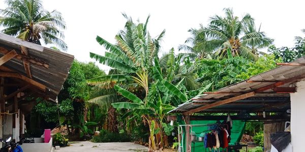 Plants and trees by building against sky