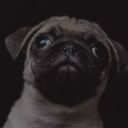 Close-up portrait of a dog