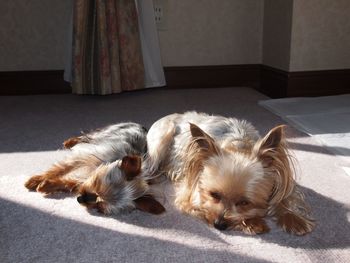 Dogs relaxing on floor