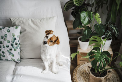 Cute jack russell terrier on sofa in living room at home
