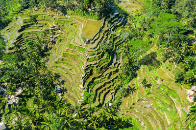 Scenic view of agricultural field