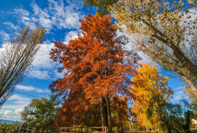 Low angle view of autumnal trees against sky