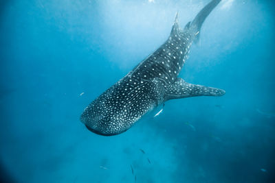 Close-up of fish swimming in sea