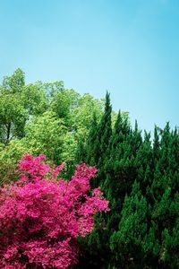 Pink flowering trees in forest against clear sky