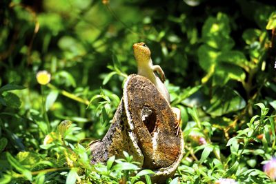 Close-up of a lizard