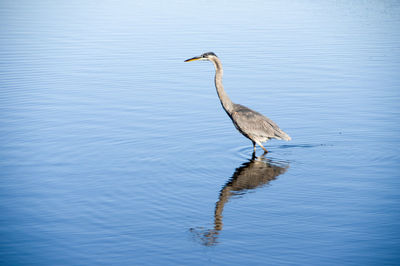 High angle view of gray heron on water