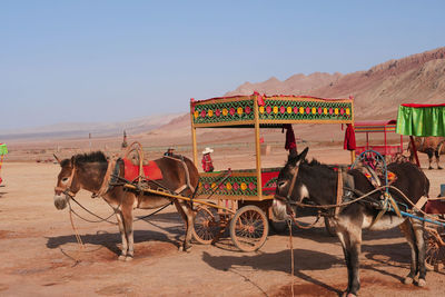 Horse cart in desert against clear sky
