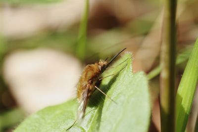 Close-up of insect on leaf