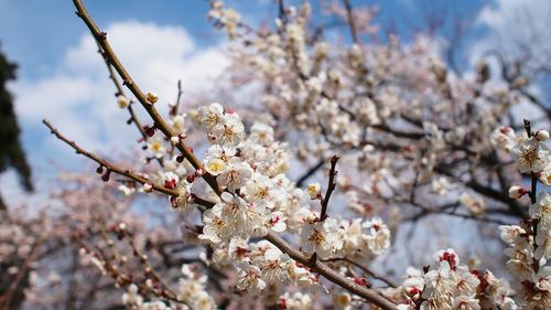 Close-up of flower blooming on tree