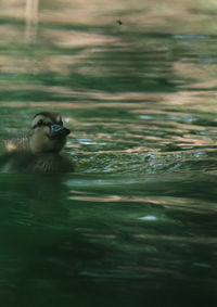 High angle view of duck swimming in lake