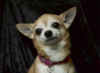 Close-up portrait of a dog