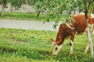 Horse grazing in a field