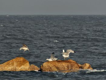 Seagull on rock by sea