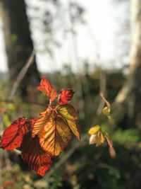 Close-up of maple leaves on plant