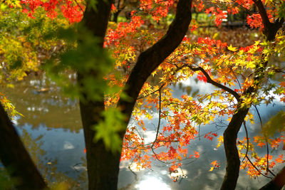 Low angle view of maple leaves on tree