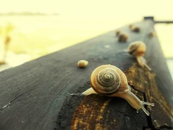 Close-up of snail on wooden floor