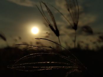 Close-up of wheat growing on field against sky at sunset